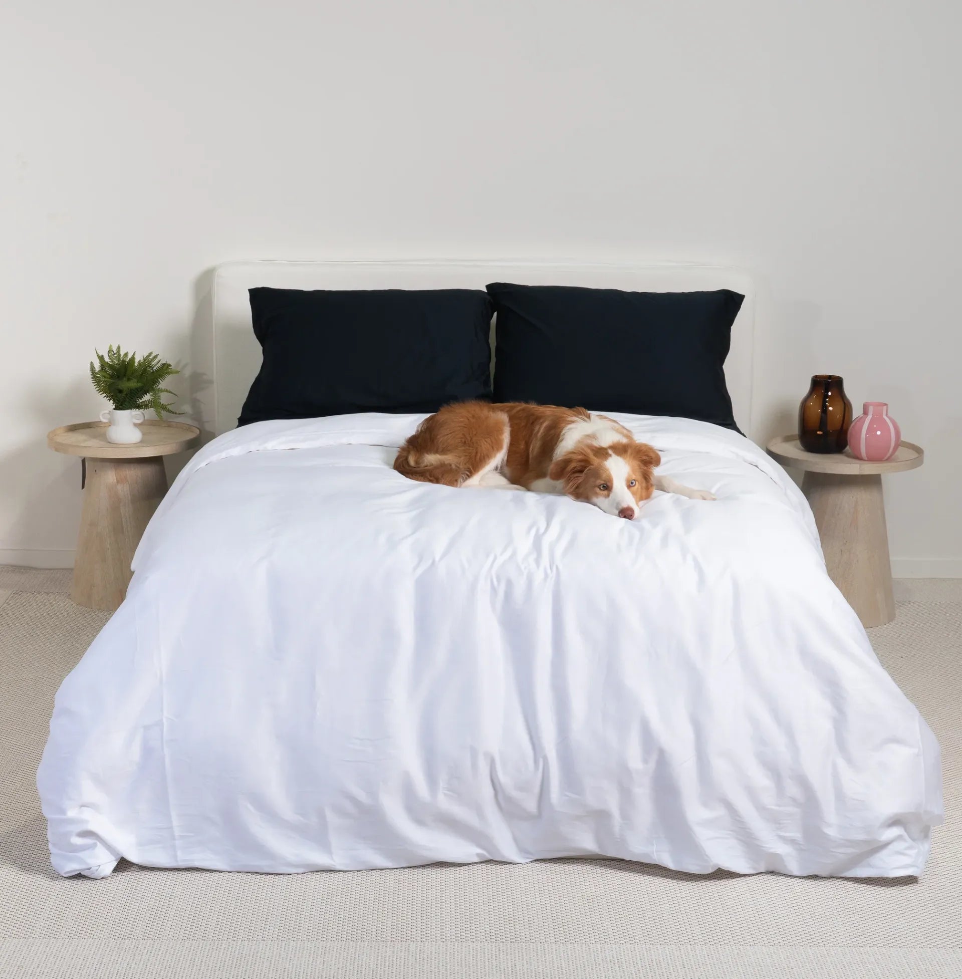 Dog lying on a bed with white comforter and black pillows in a minimalistic room.